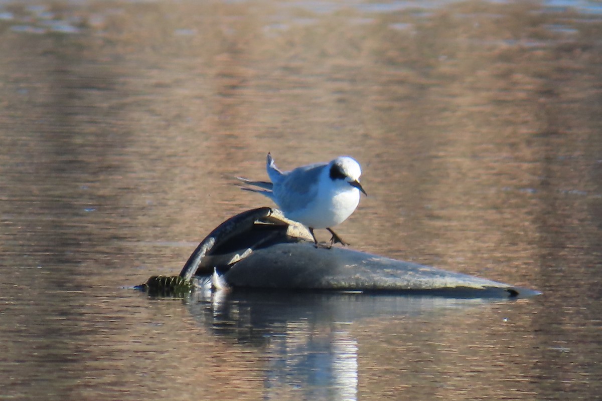 Forster's Tern - ML642922942