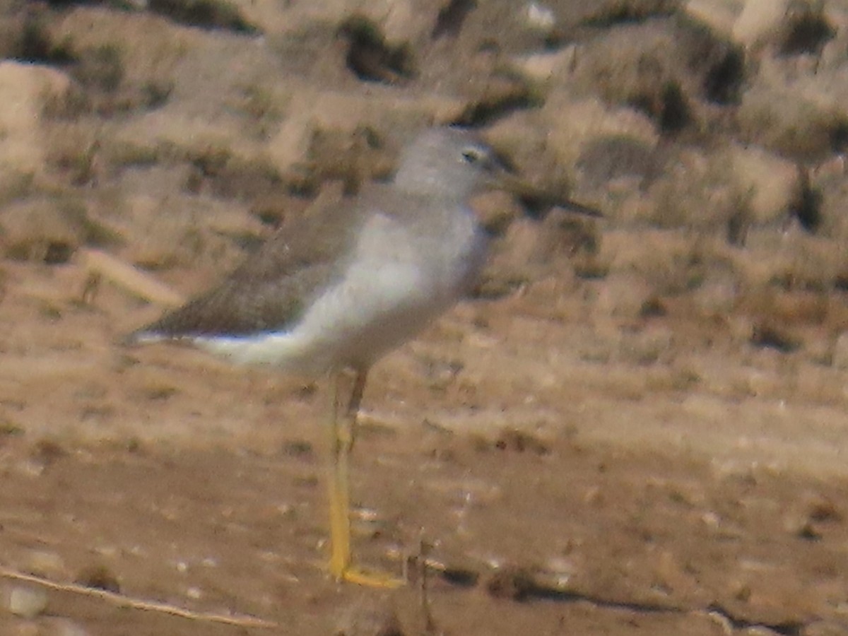 plystresnipe - ML642922944
