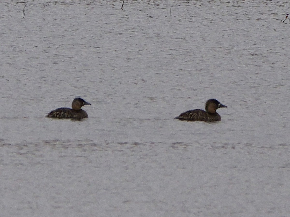White-backed Duck - ML642922945