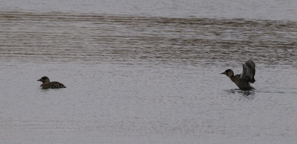 White-backed Duck - ML642922946