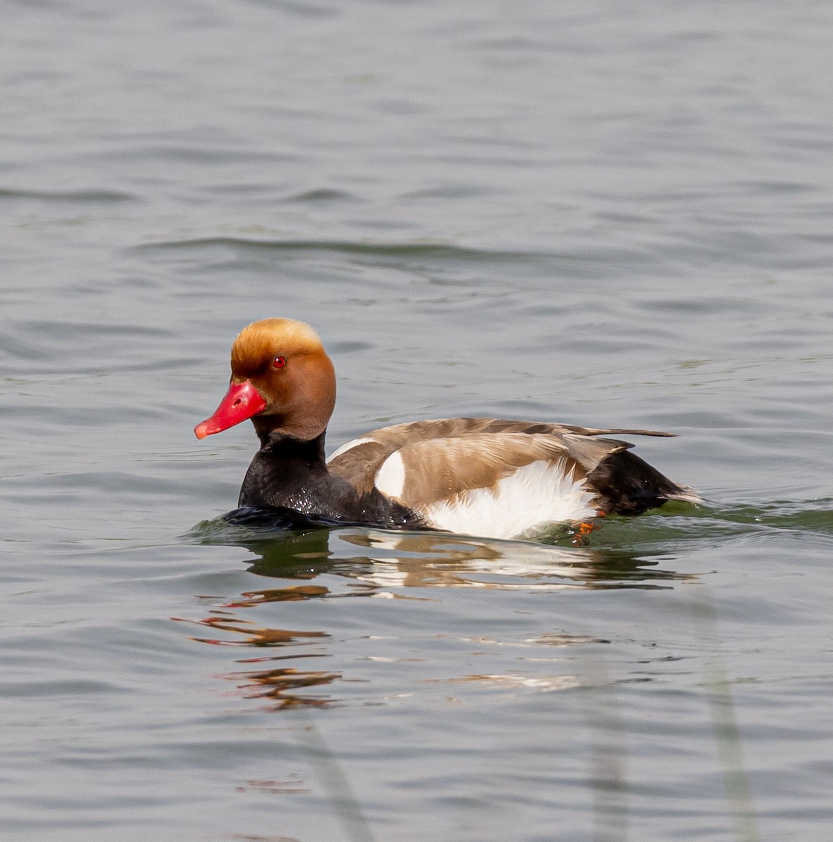 Red-crested Pochard - ML642922947