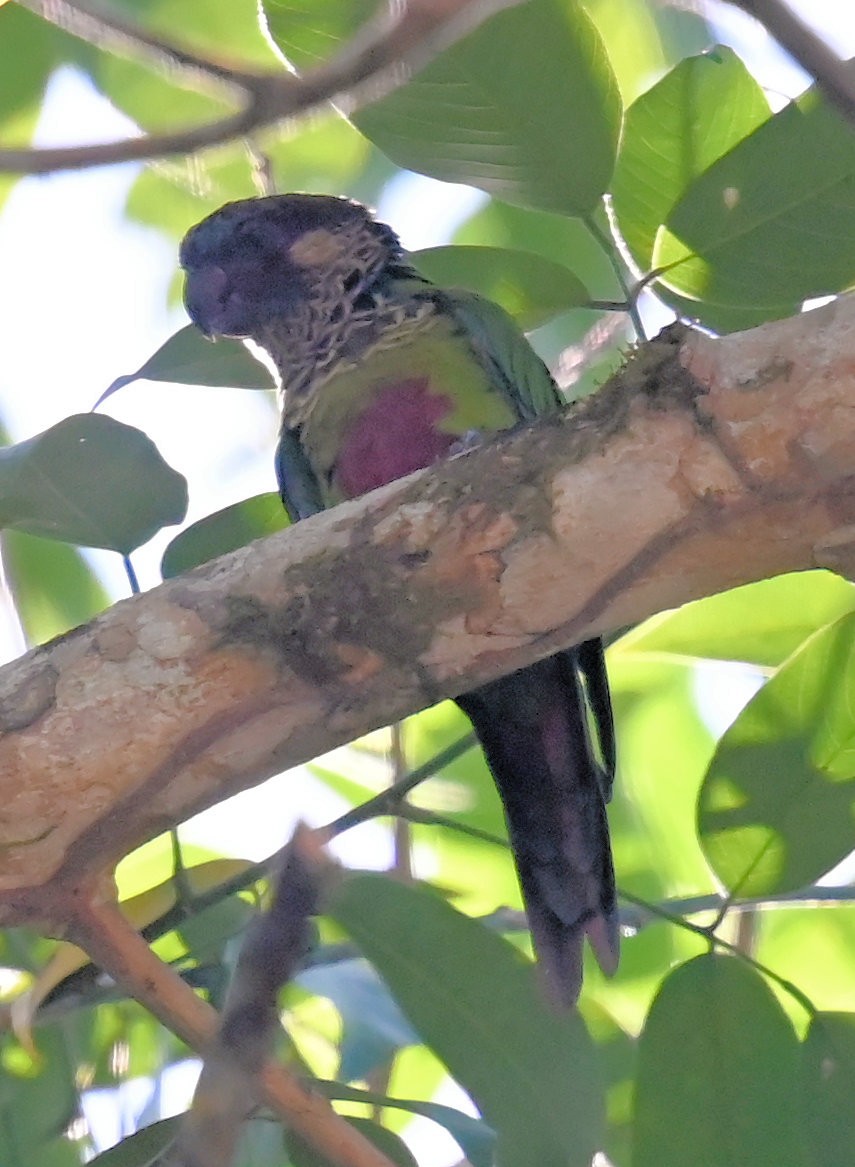 Painted Parakeet - ML642922952
