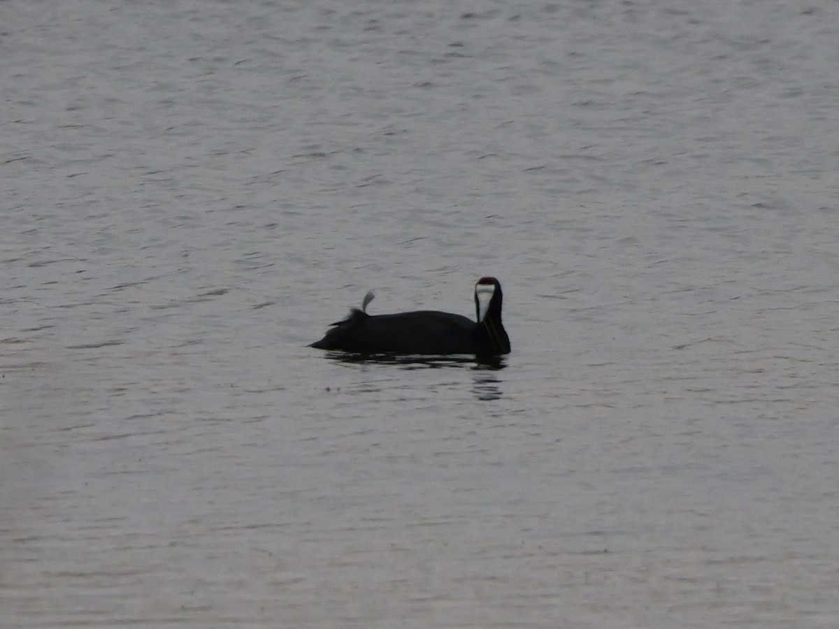 Red-knobbed Coot - ML642922961
