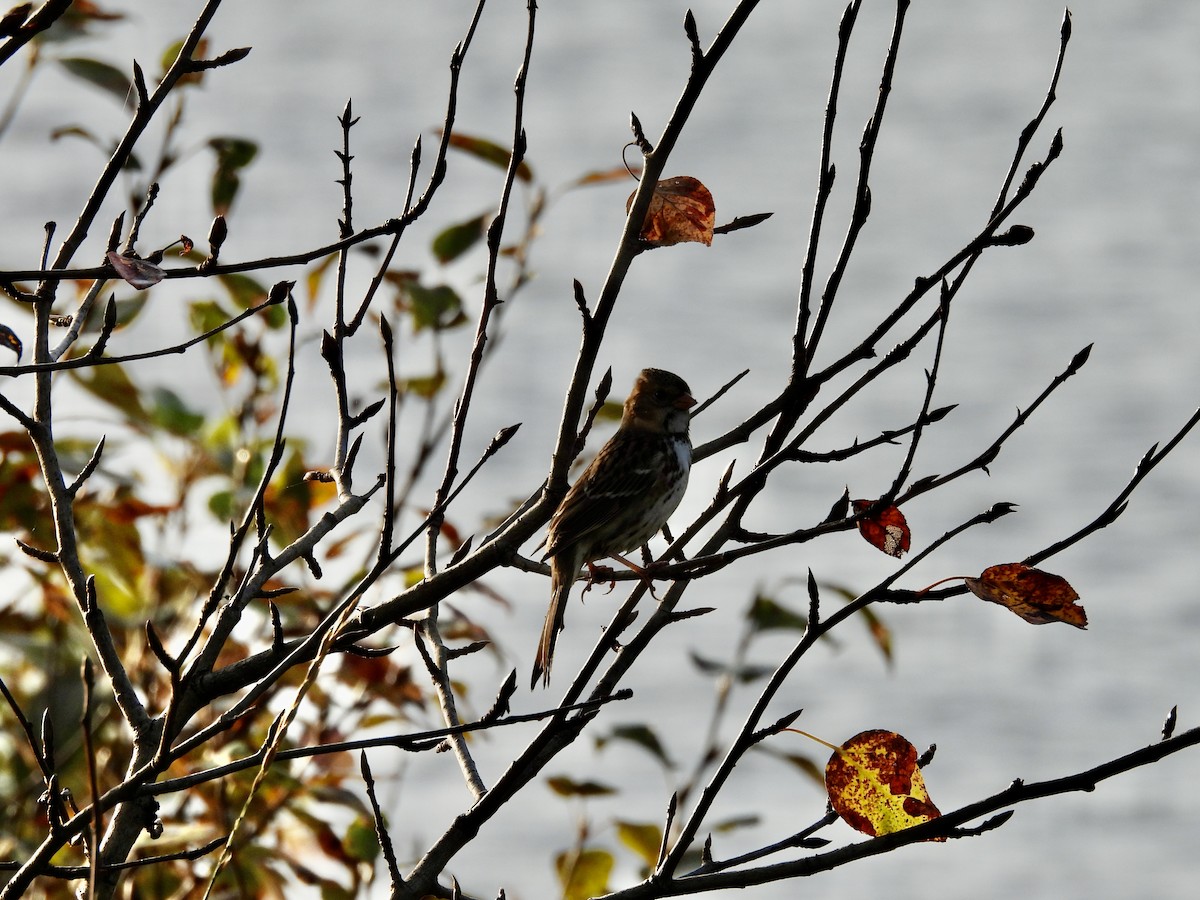Harris's Sparrow - ML642922963
