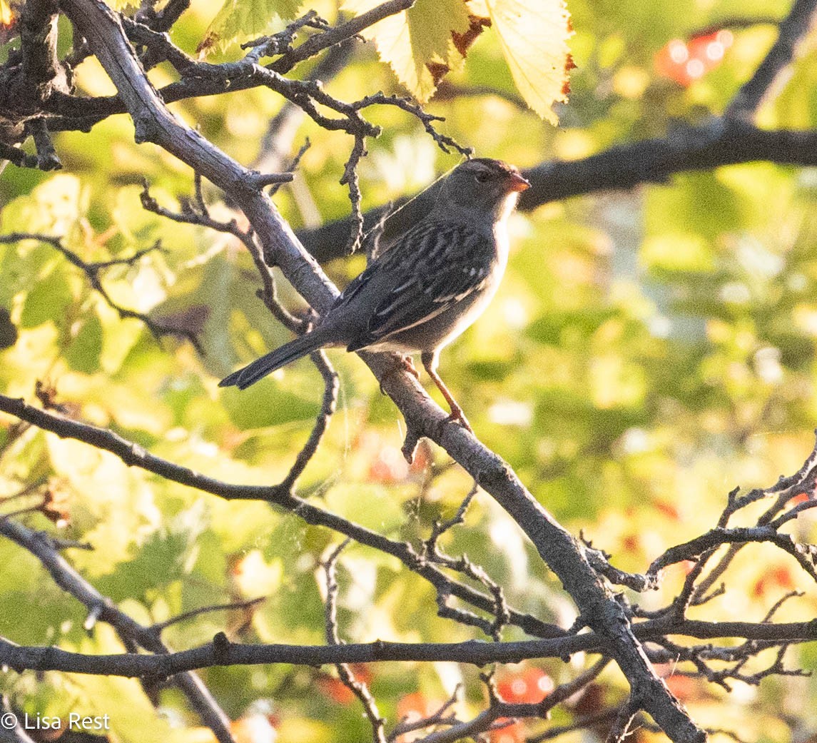 White-crowned Sparrow - ML642922979