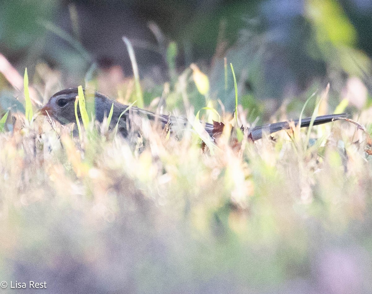 White-crowned Sparrow - ML642922980