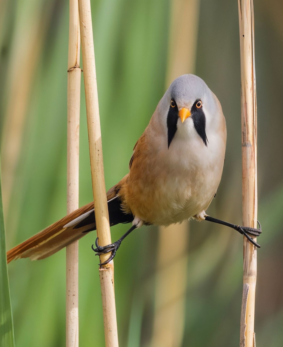 Bearded Reedling - ML642922981