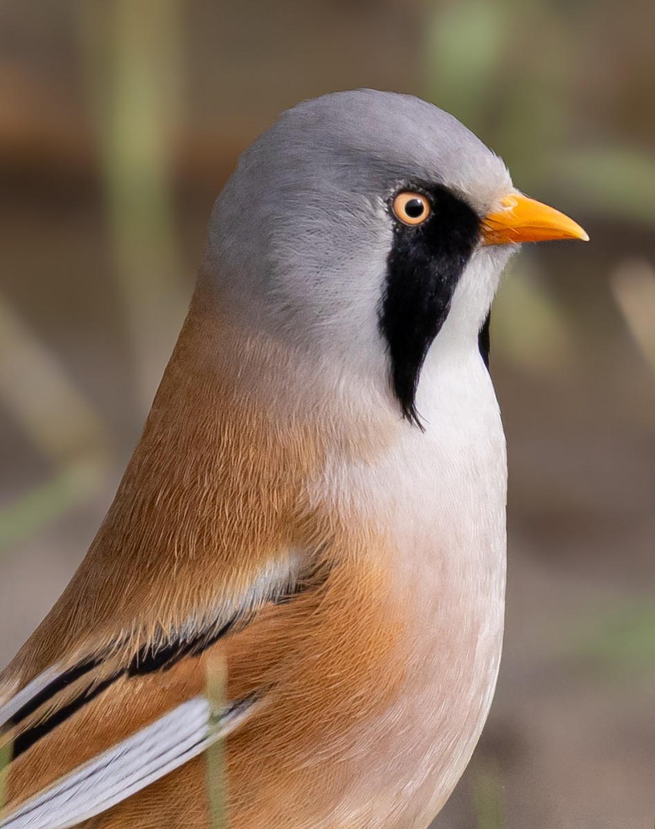 Bearded Reedling - ML642922982