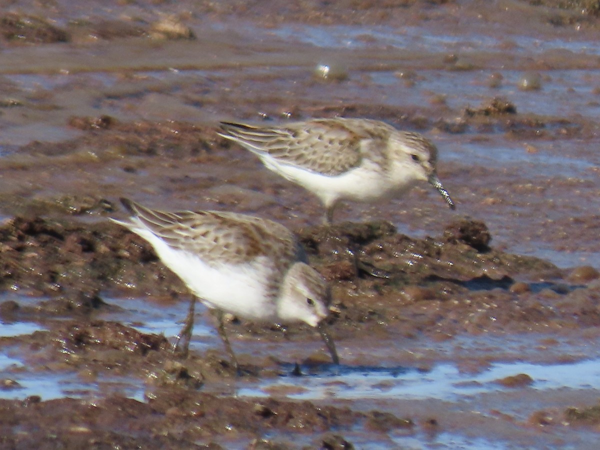 Western Sandpiper - ML642922986