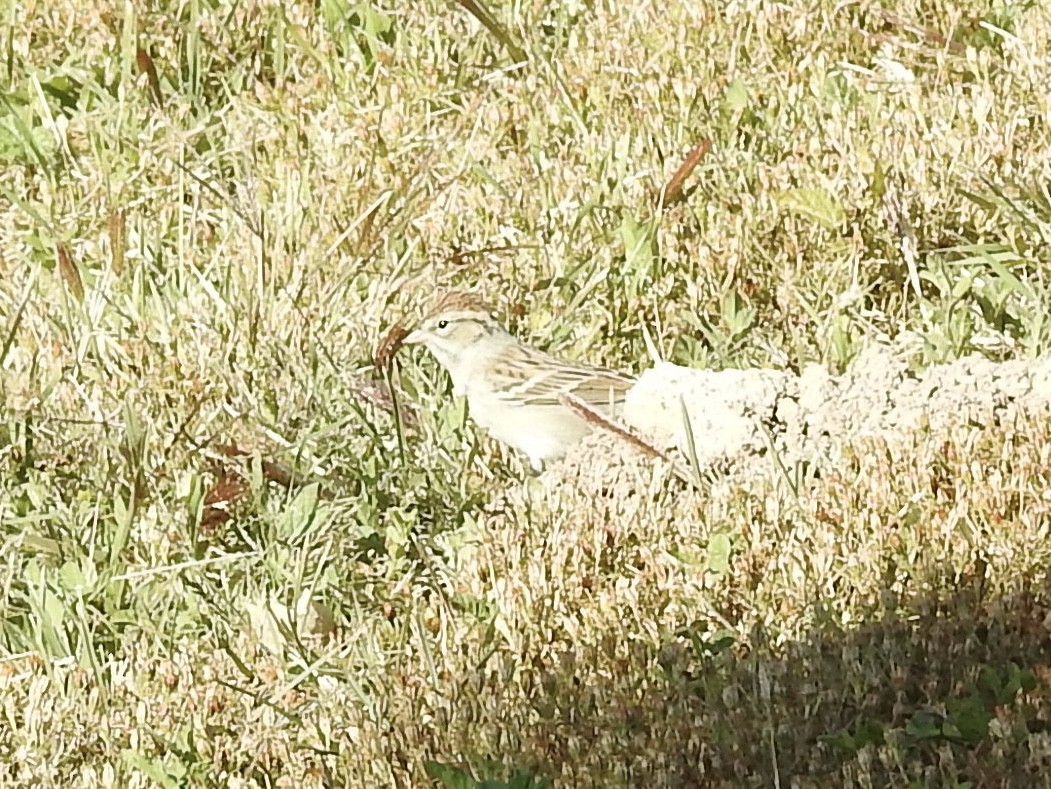 Chipping Sparrow - ML642922999