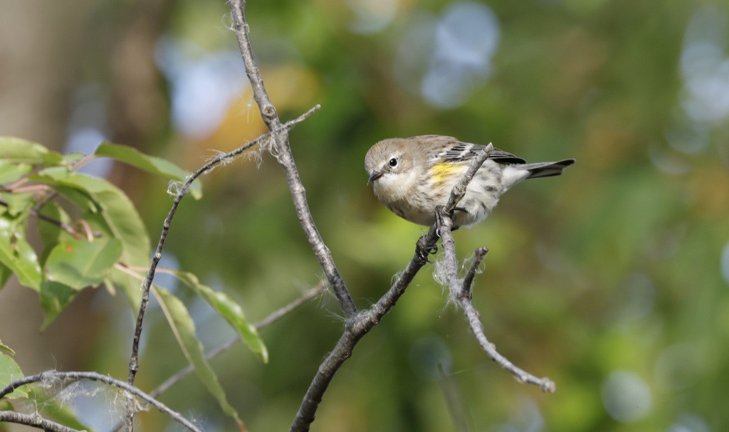 Yellow-rumped Warbler - ML642923001