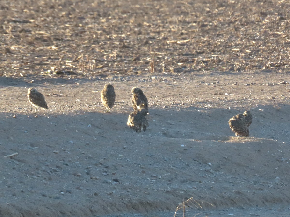 Burrowing Owl - ML642923003