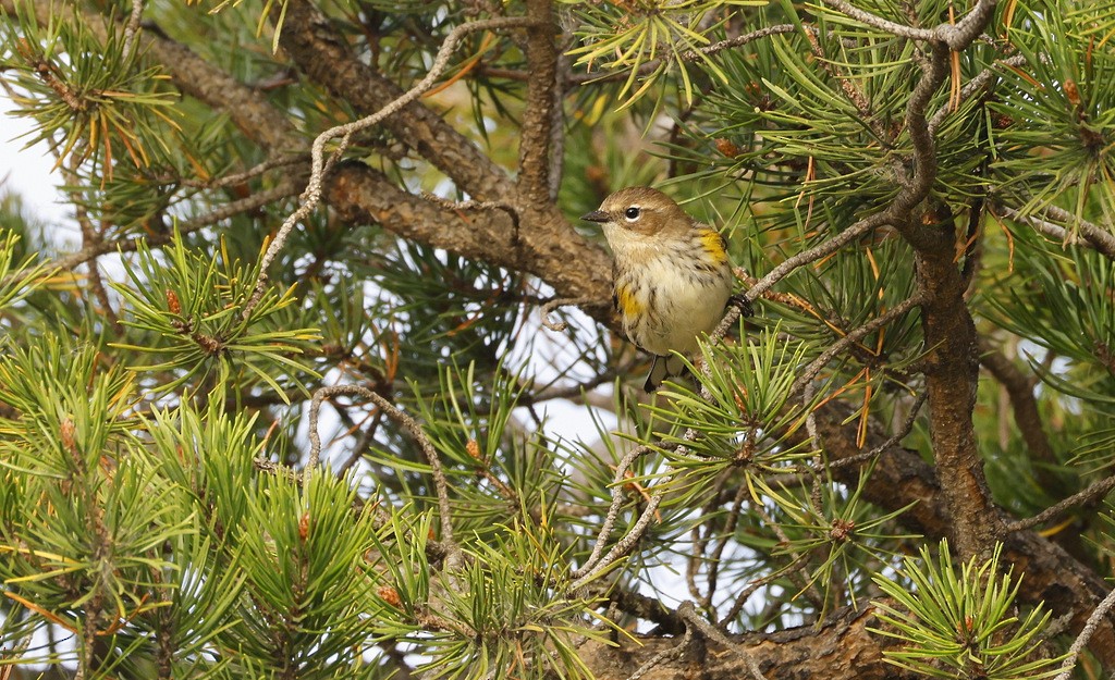 Yellow-rumped Warbler - ML642923004