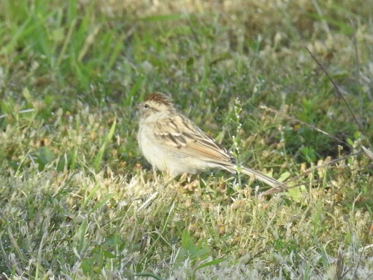 Chipping Sparrow - ML642923005