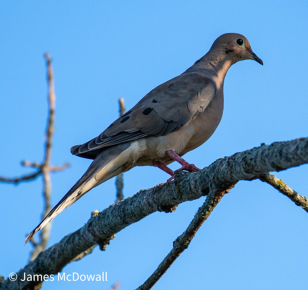 Mourning Dove - ML642923008
