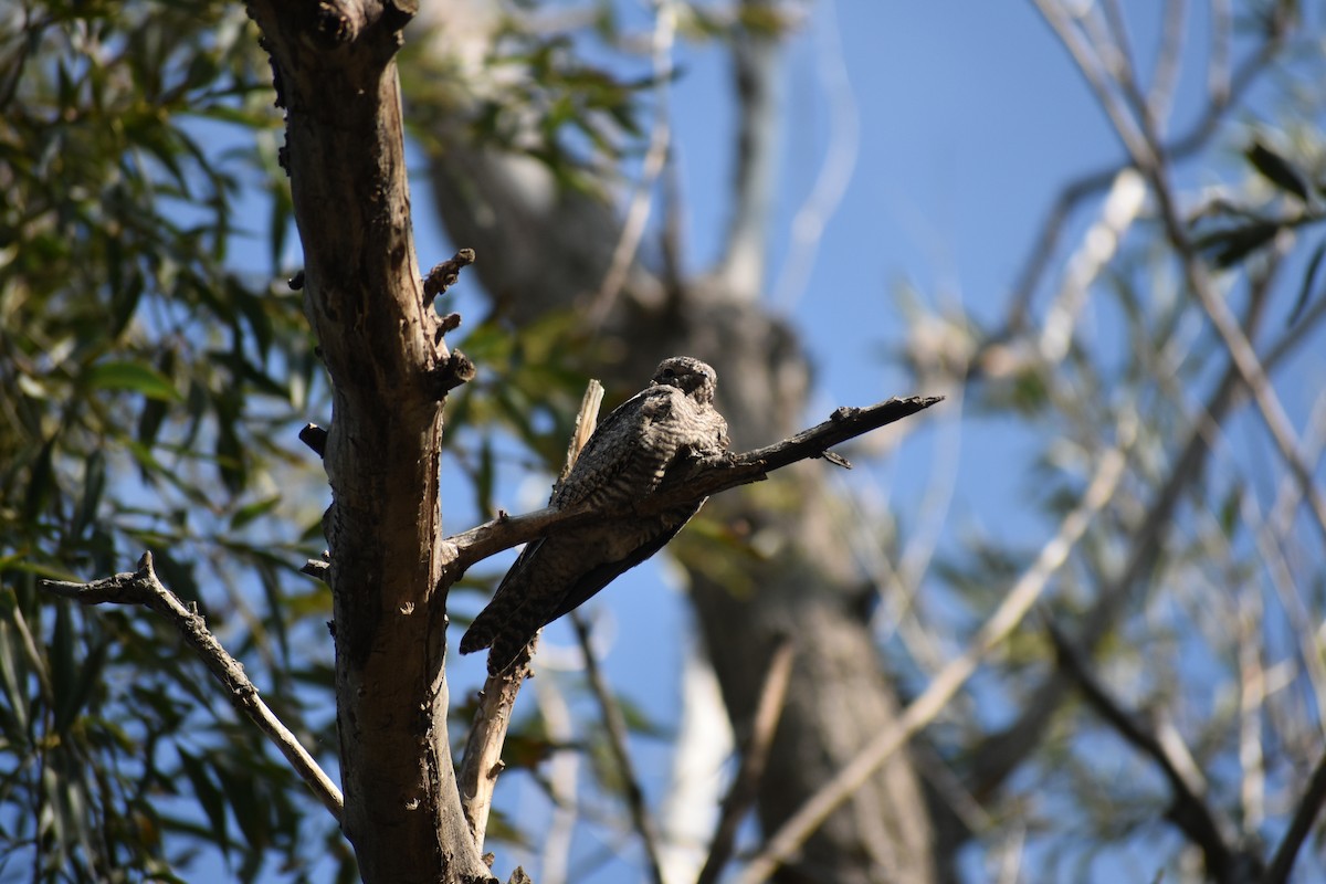 Common Nighthawk - ML642923011