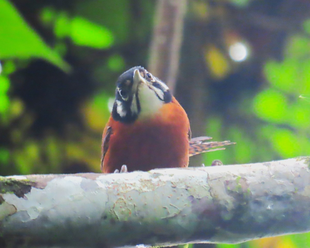 Bay Wren - ML642923014