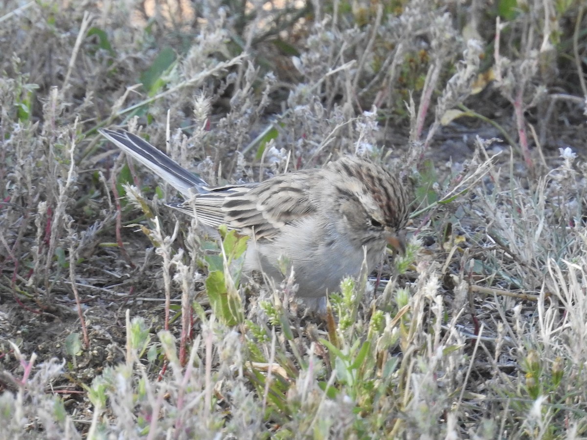 Chipping Sparrow - ML642923015