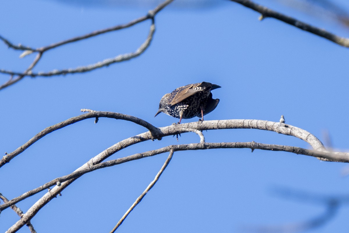 歐洲椋鳥 - ML642923018