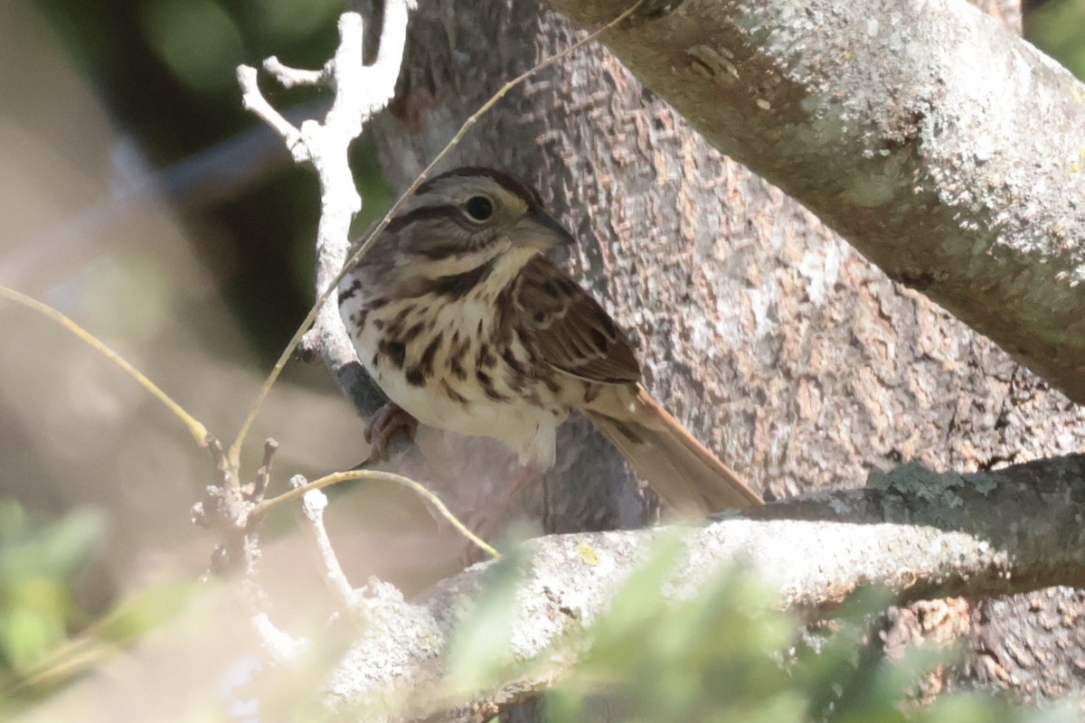 Song Sparrow - ML642923030