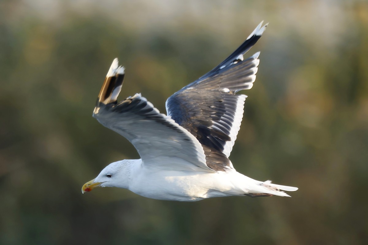 Great Black-backed Gull - ML642923031