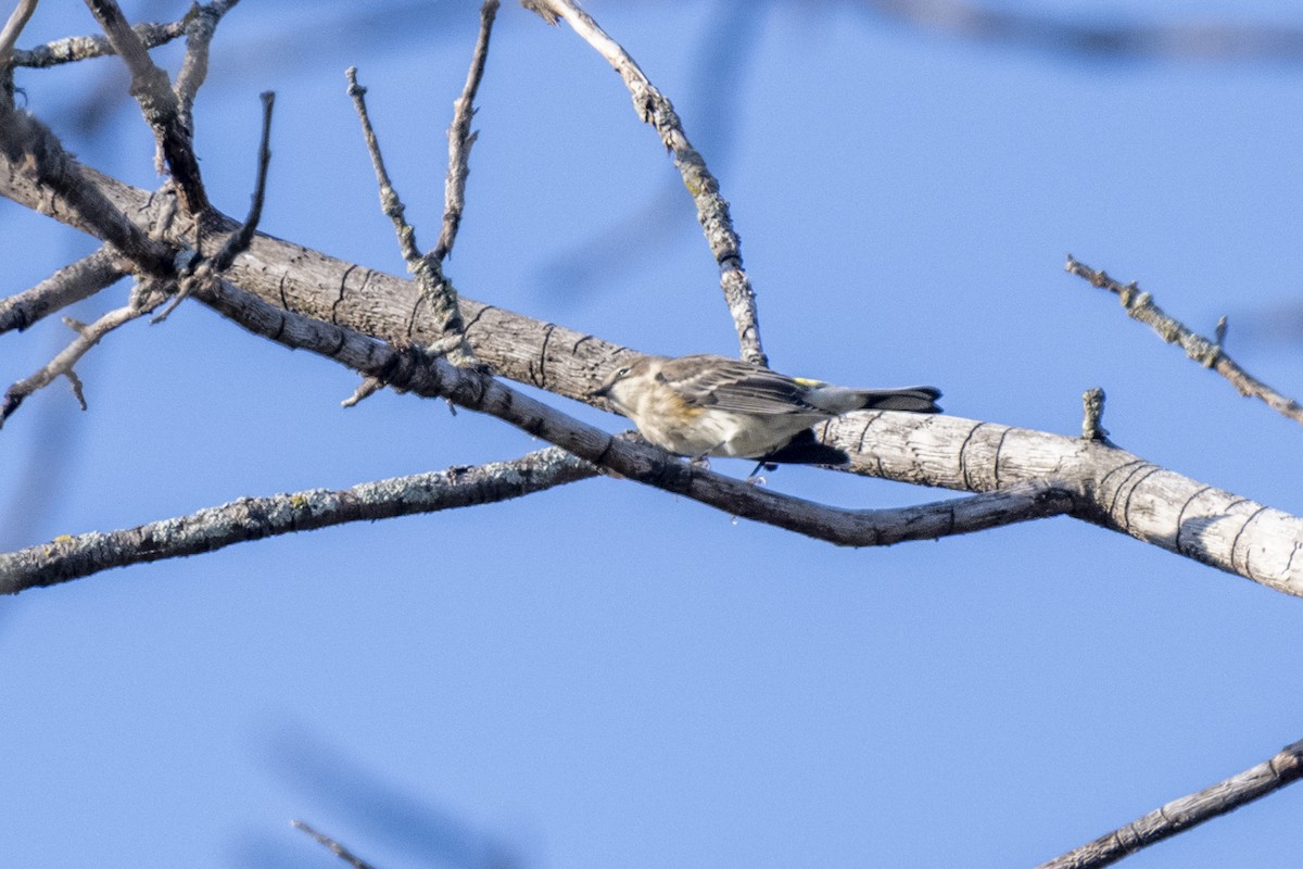 Yellow-rumped Warbler (Myrtle) - ML642923032