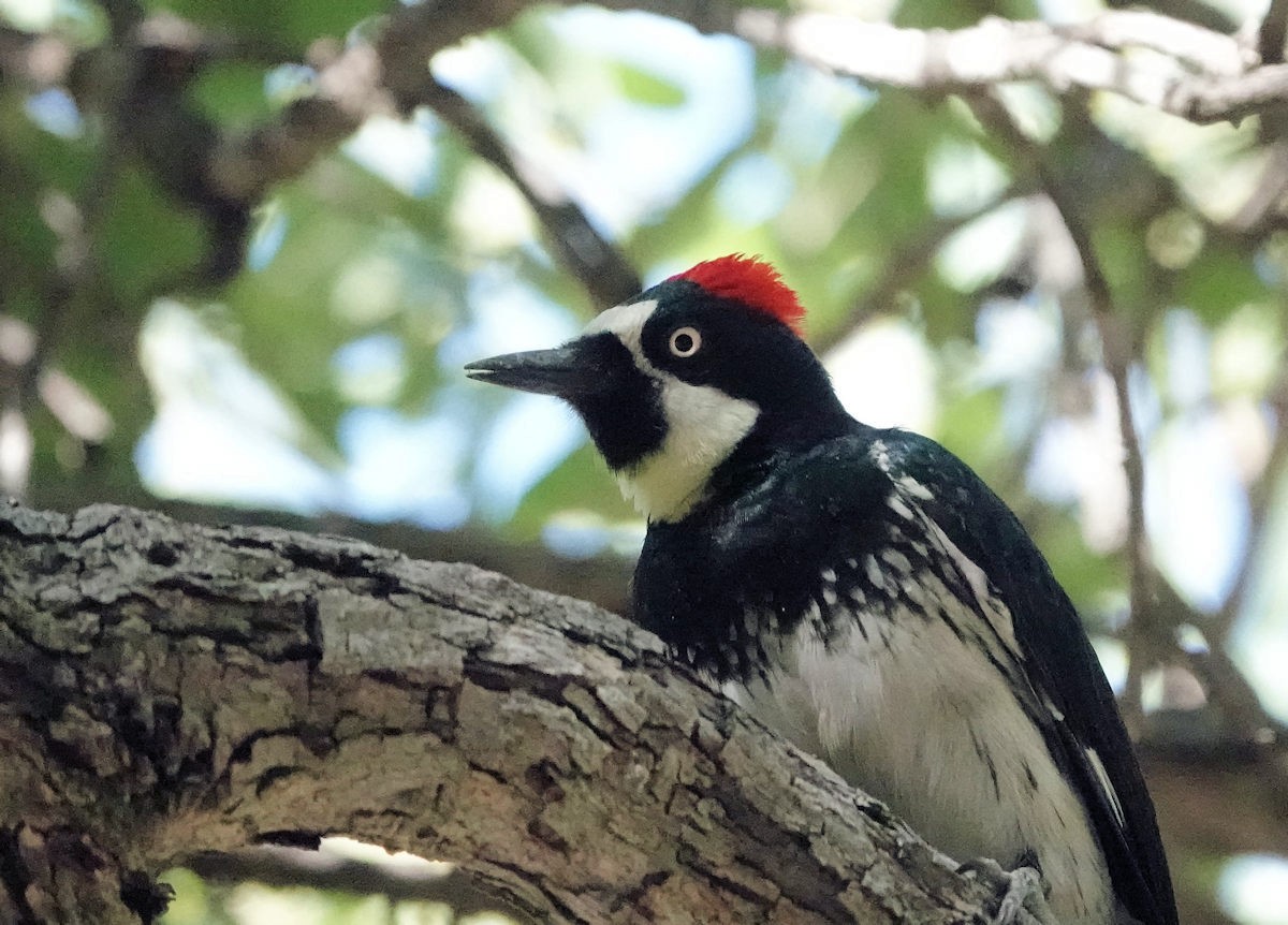 Acorn Woodpecker - ML642923033