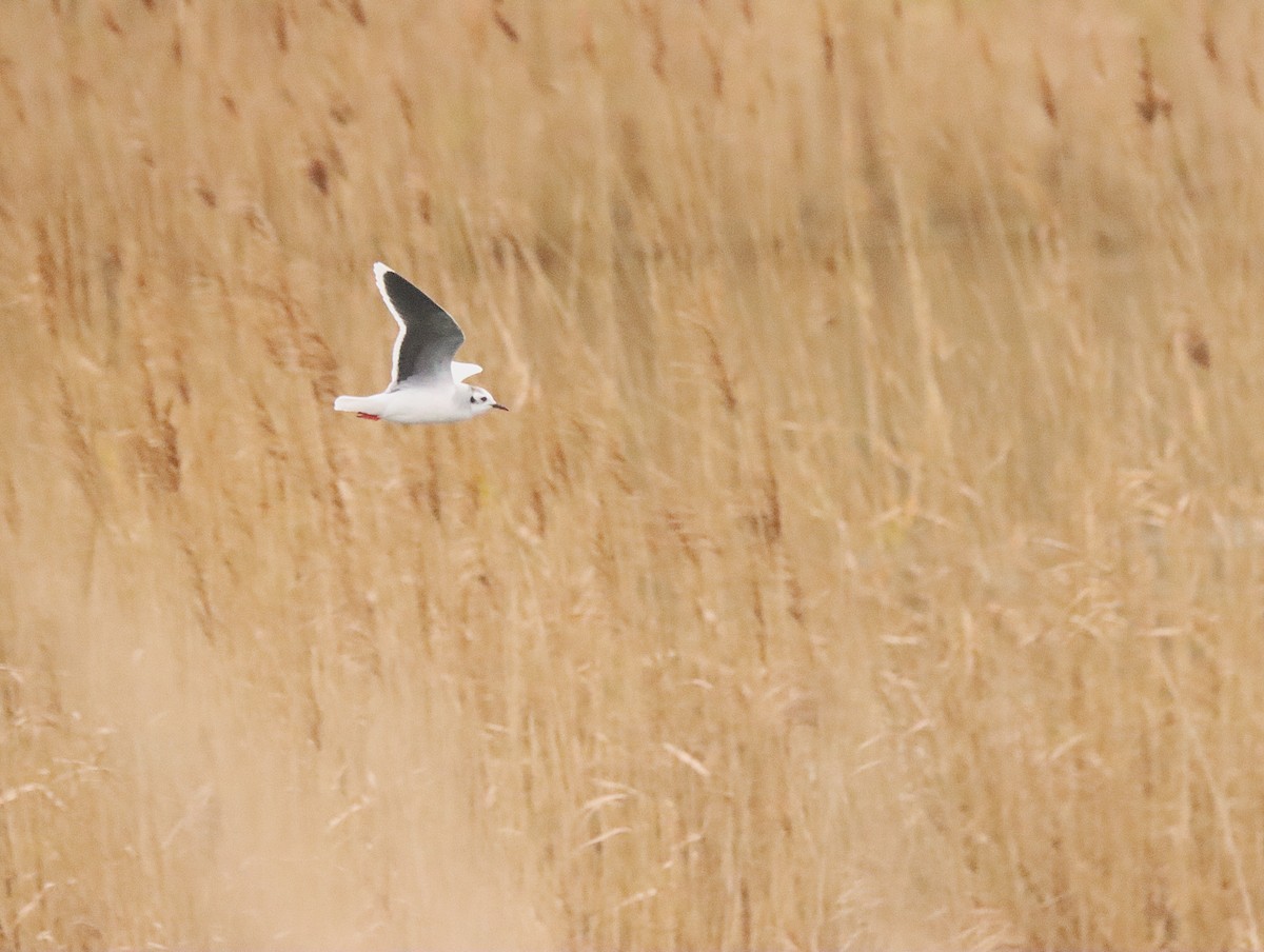 Little Gull - ML642923040