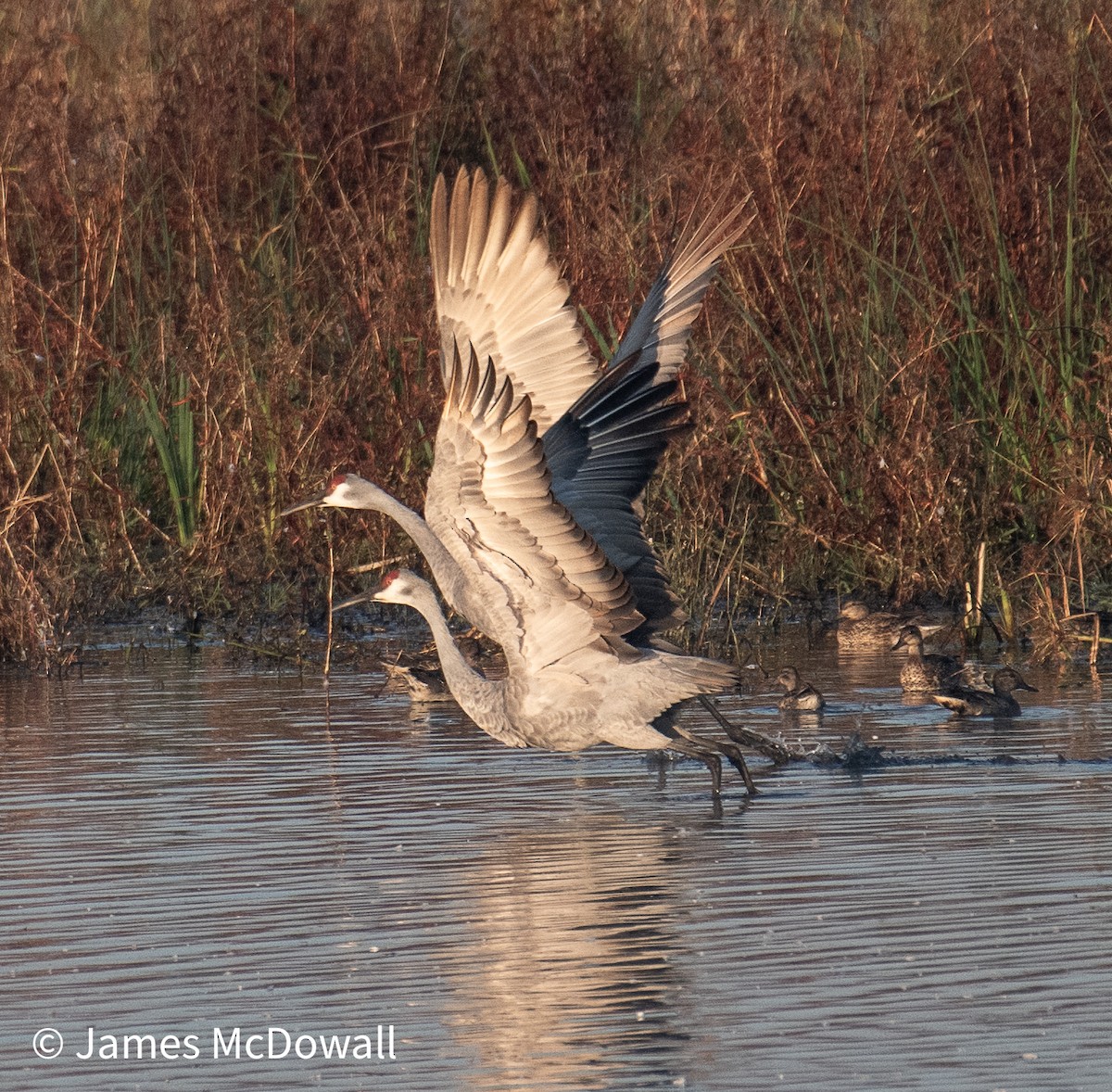 Sandhill Crane - ML642923052