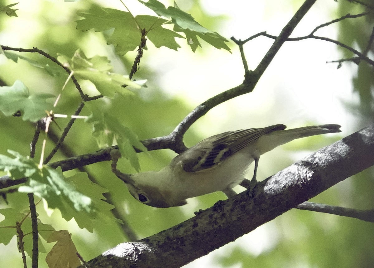 Cassin's Vireo - ML642923057