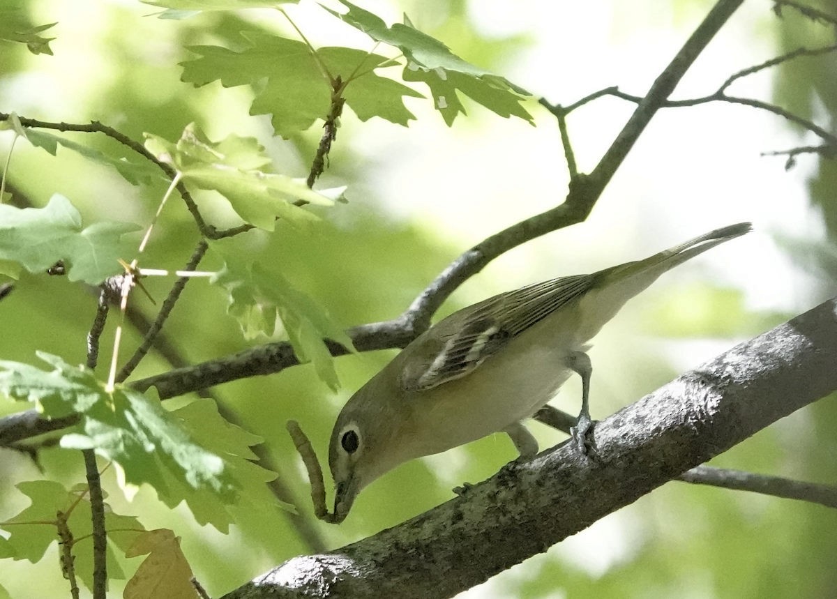 Cassin's Vireo - ML642923060