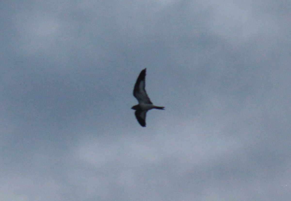 Sand-colored Nighthawk - ML642923067