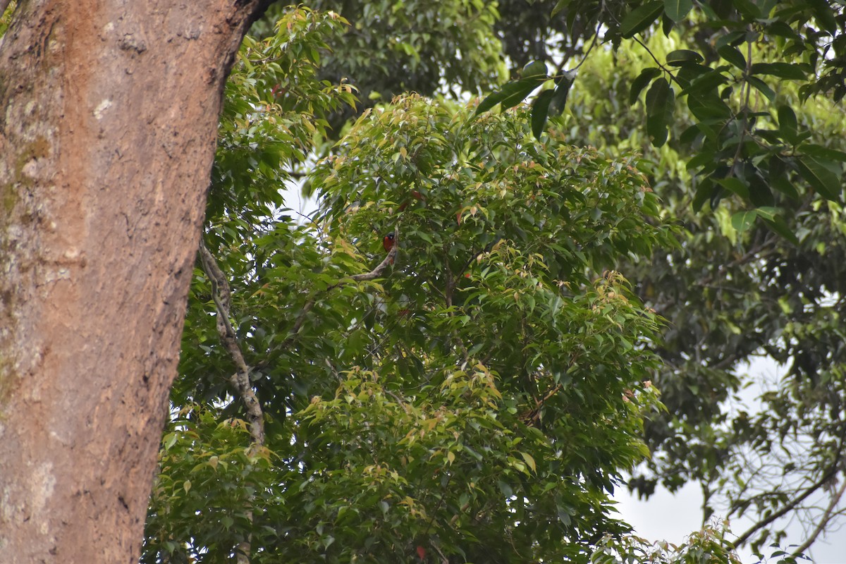 Alevli Minivet - ML642923077