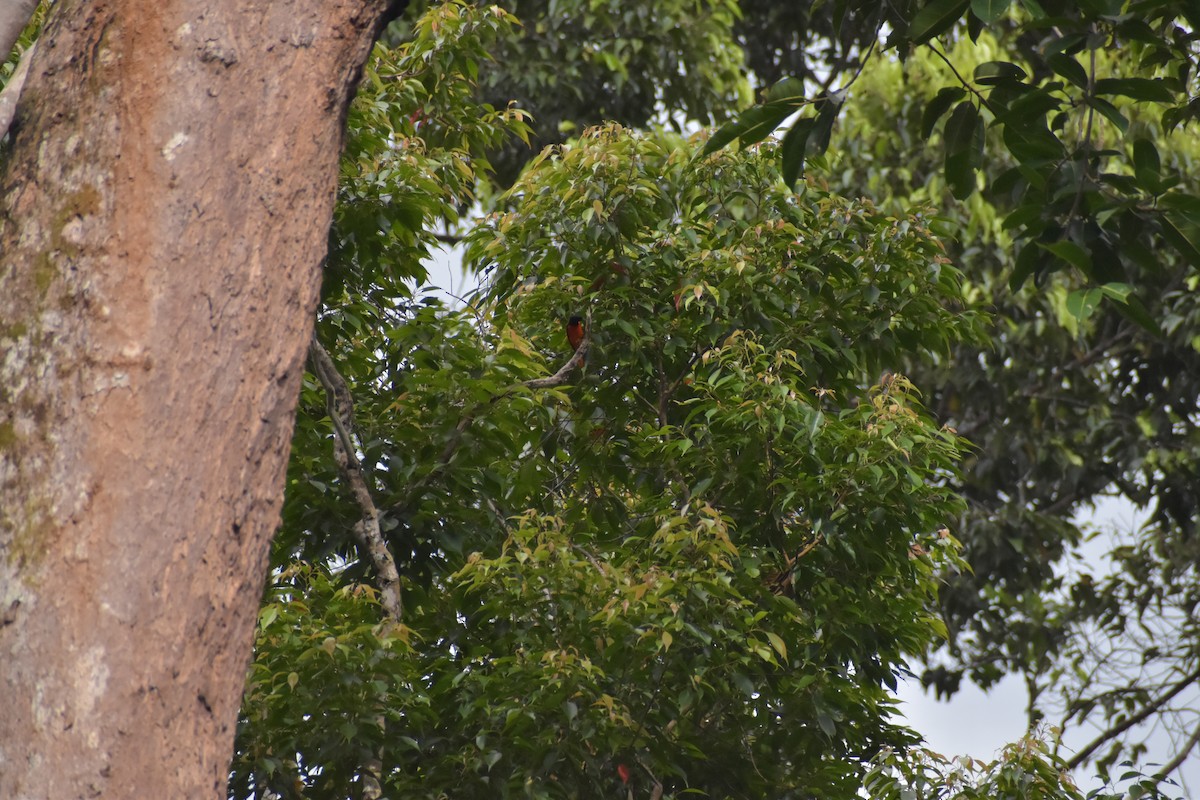 Alevli Minivet - ML642923079