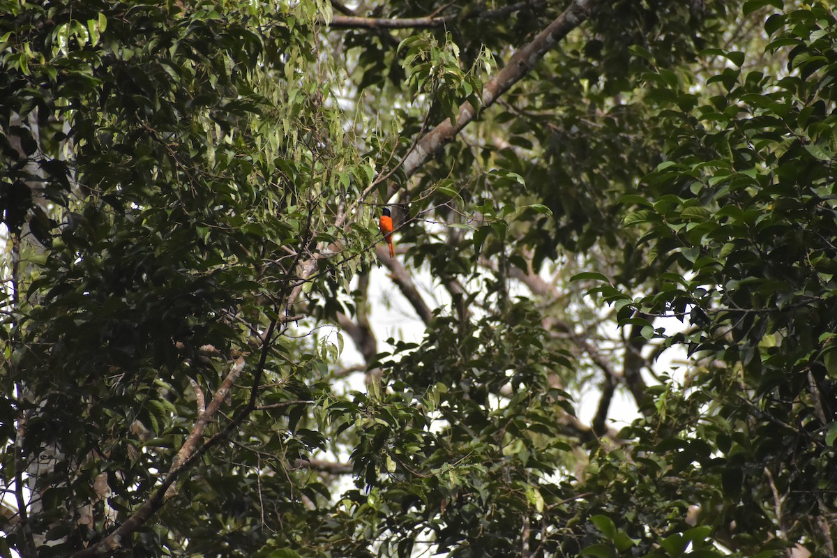 Alevli Minivet - ML642923121