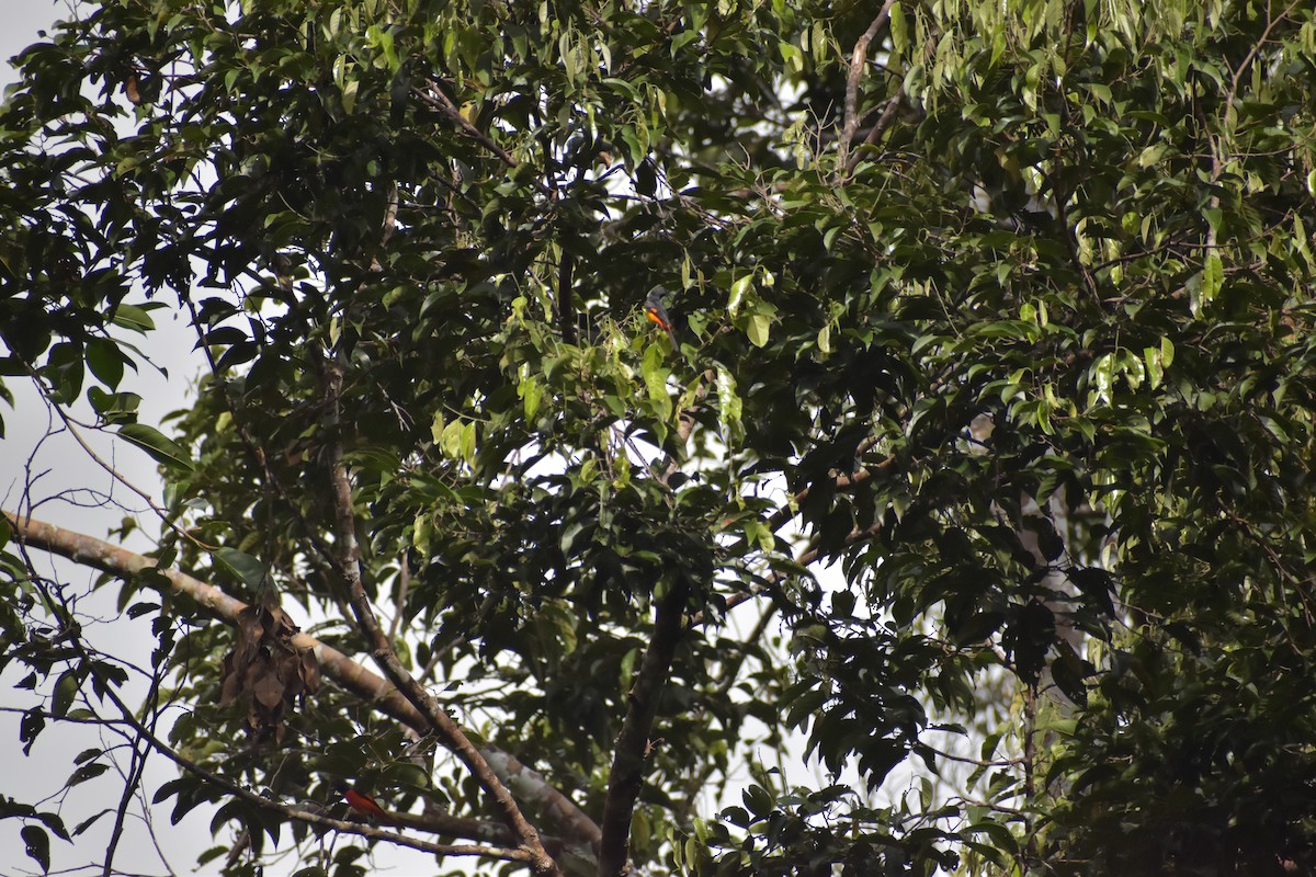 Alevli Minivet - ML642923122