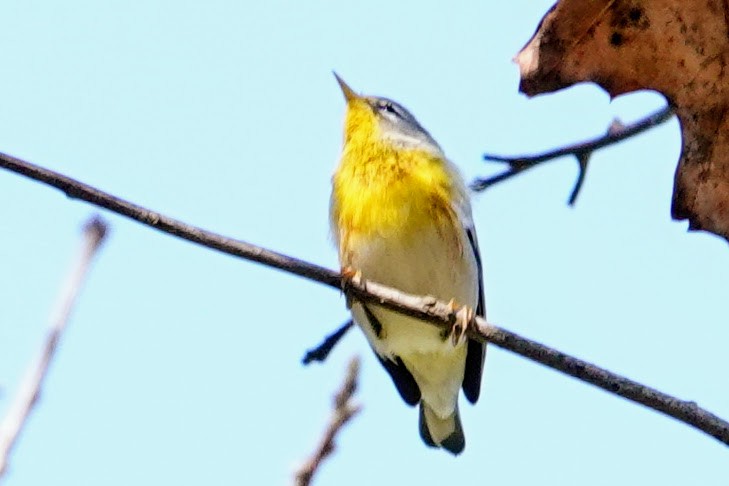Kuzeyli Parula - ML642923124