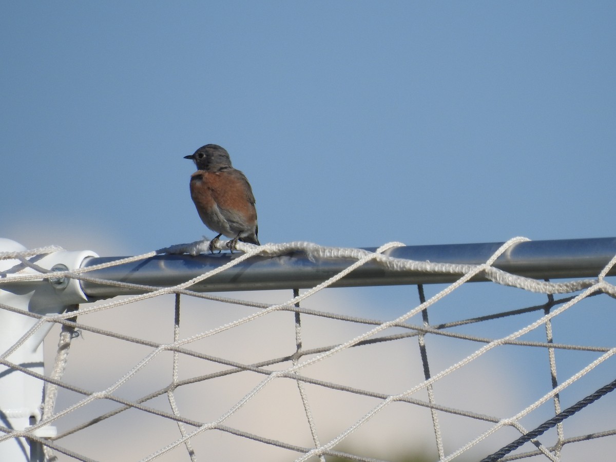 Western Bluebird - ML642923133