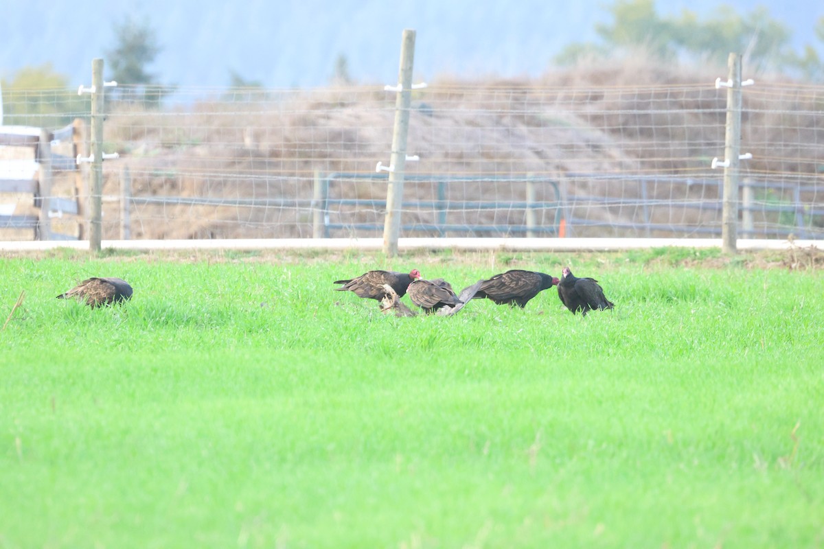 Turkey Vulture - ML642923135