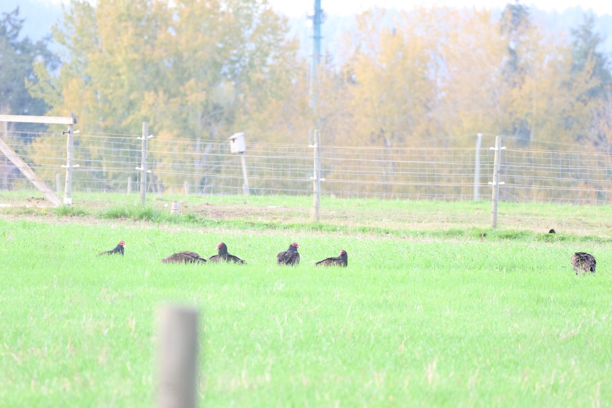 Turkey Vulture - ML642923138