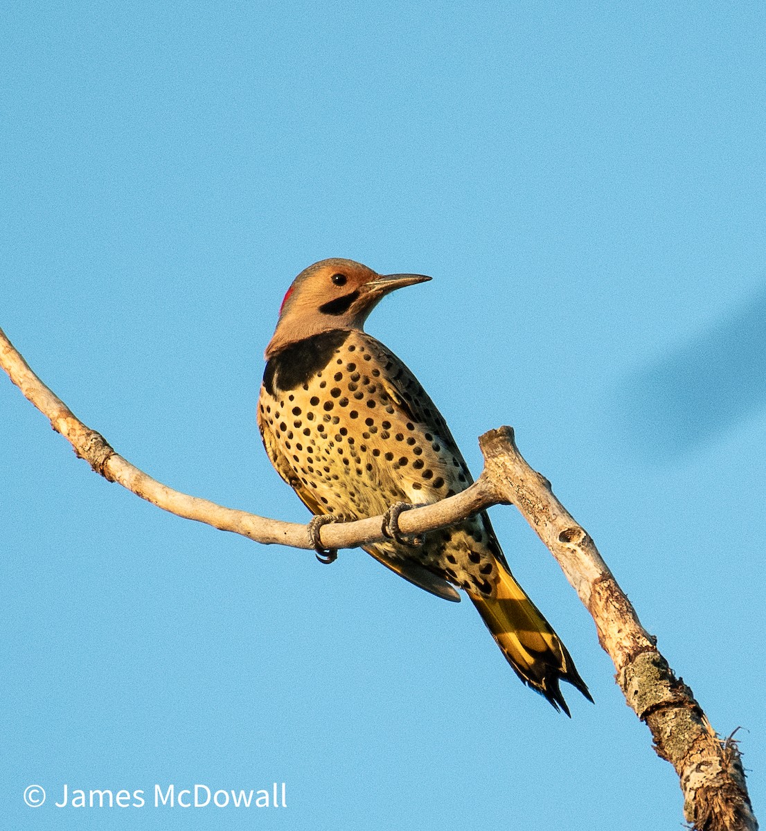 Northern Flicker - ML642923139