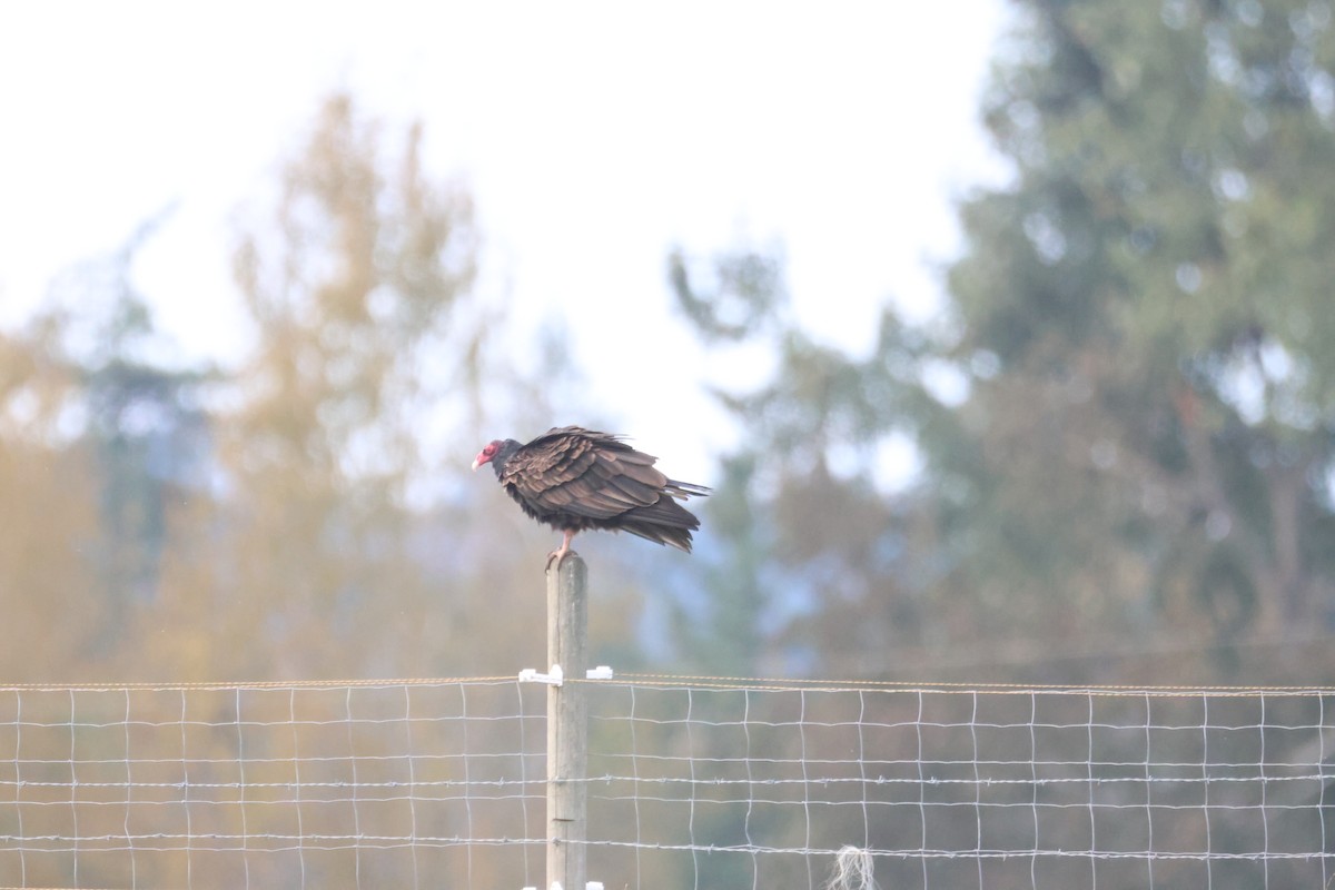 Turkey Vulture - ML642923148