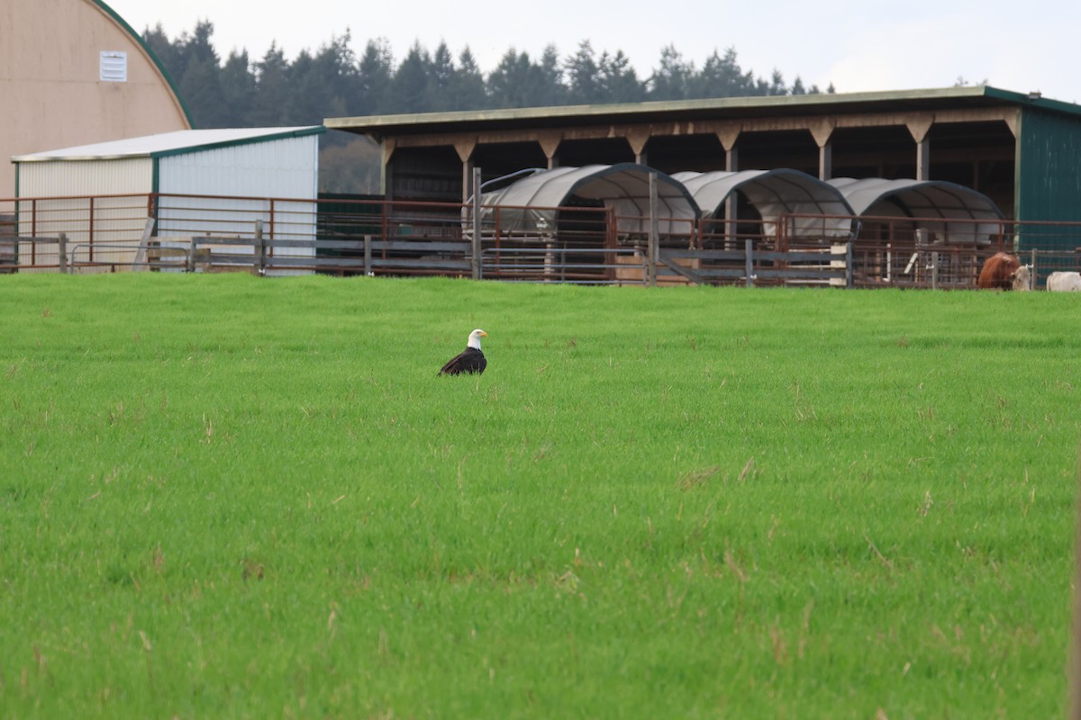 Bald Eagle - ML642923156