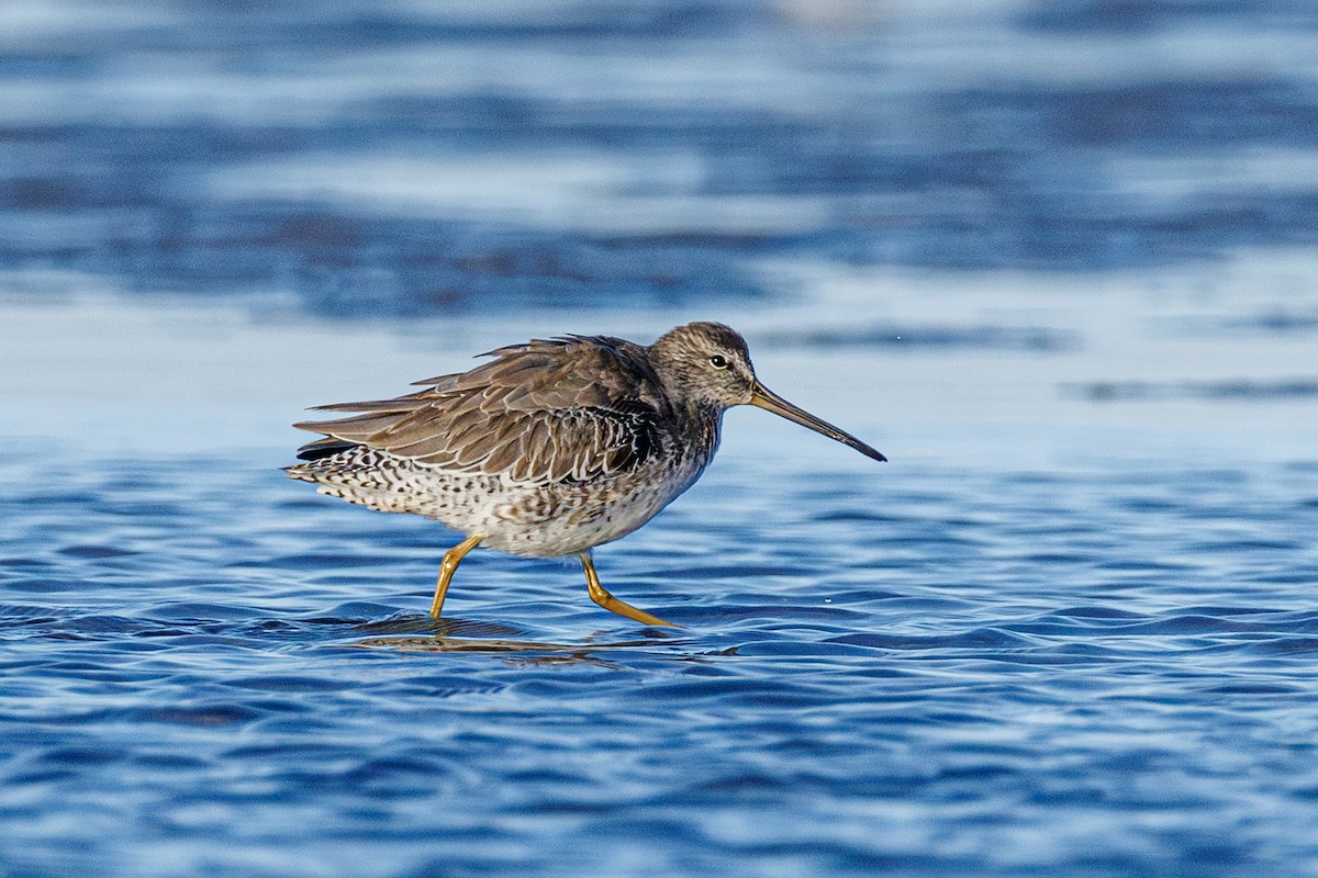 Short-billed/Long-billed Dowitcher - ML642923158