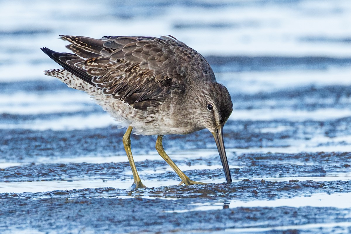Short-billed/Long-billed Dowitcher - ML642923159