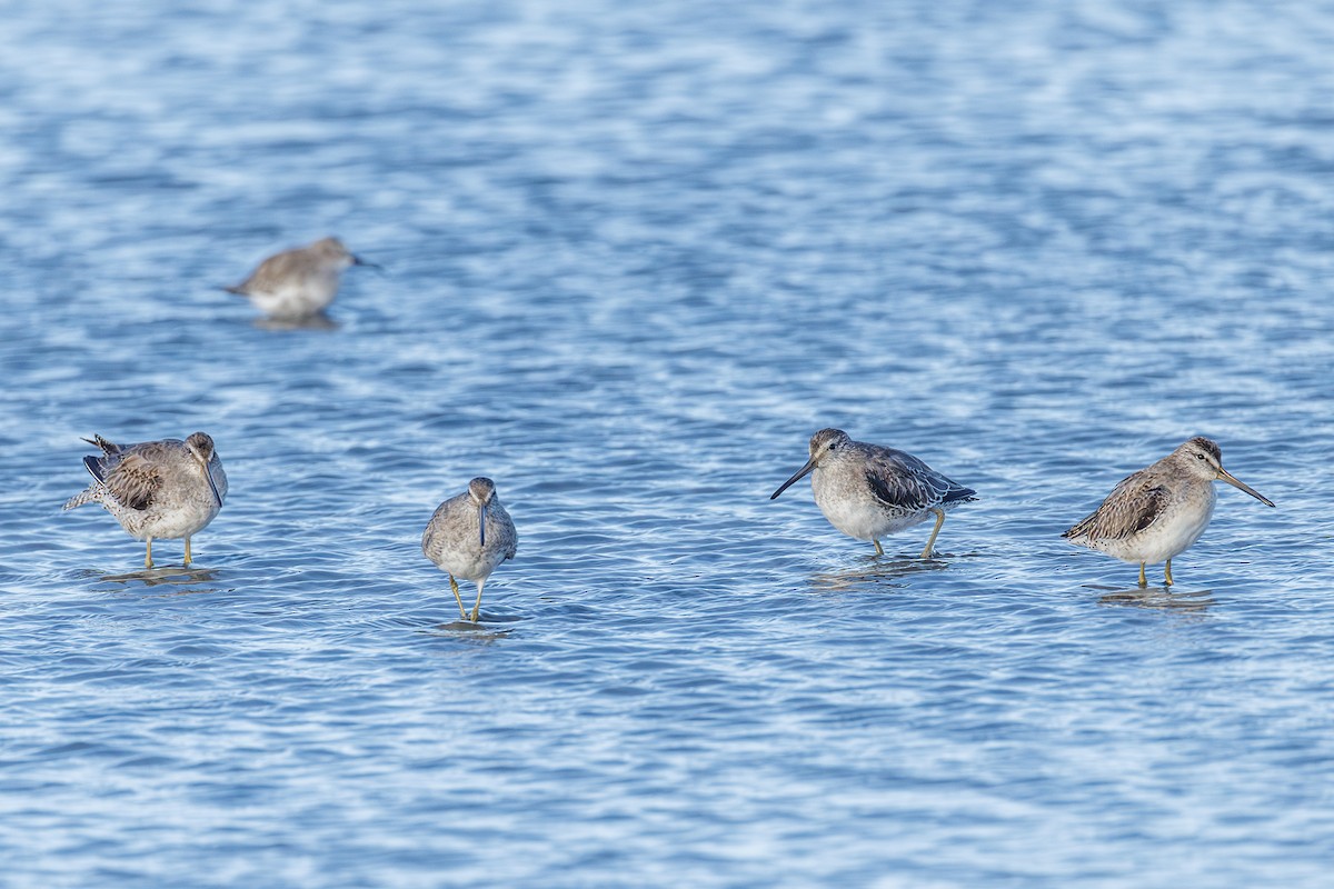 Short-billed/Long-billed Dowitcher - ML642923160