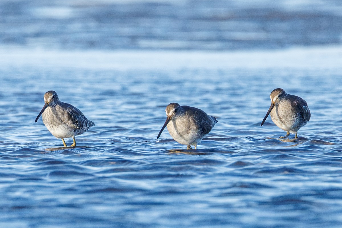 Short-billed/Long-billed Dowitcher - ML642923161
