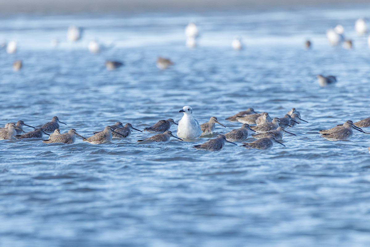 Short-billed/Long-billed Dowitcher - ML642923162