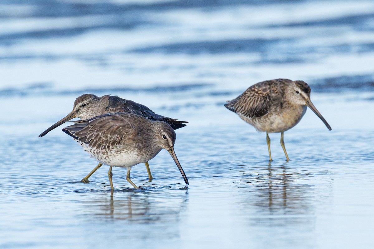 Short-billed/Long-billed Dowitcher - ML642923163