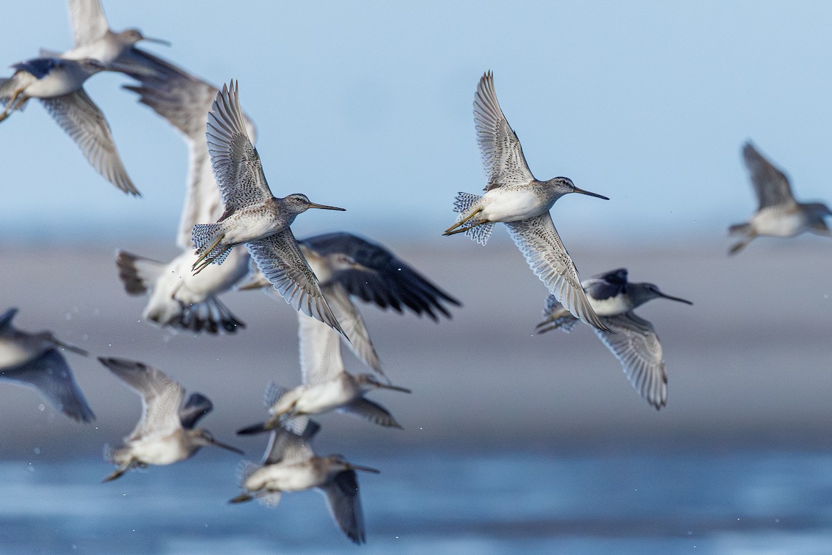 Short-billed/Long-billed Dowitcher - ML642923164